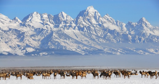 looking-over-the-national-elk-refuge-to-the-tetons1